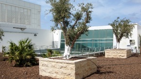 Vegetation On The Building’s Roof (IDC9)